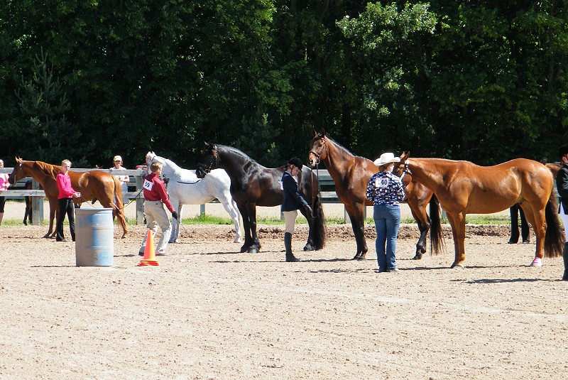 Friesian Heritage Horse Show